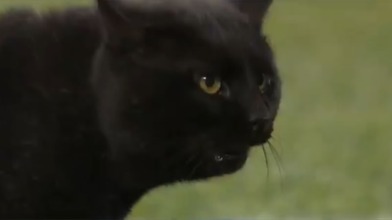 Чёрный кот выбежал на футбольное поле во время матча. Изображение: кадр из видео
