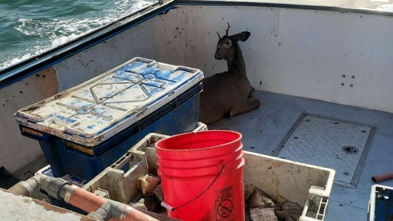 Спасённый олень свернулся калачиком в углу рыбацкой лодки. Фото: ABC News
