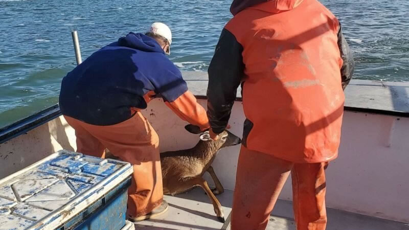 Рыбаки подняли на борт оказавшегося в открытом море оленя. Фото: ABC News