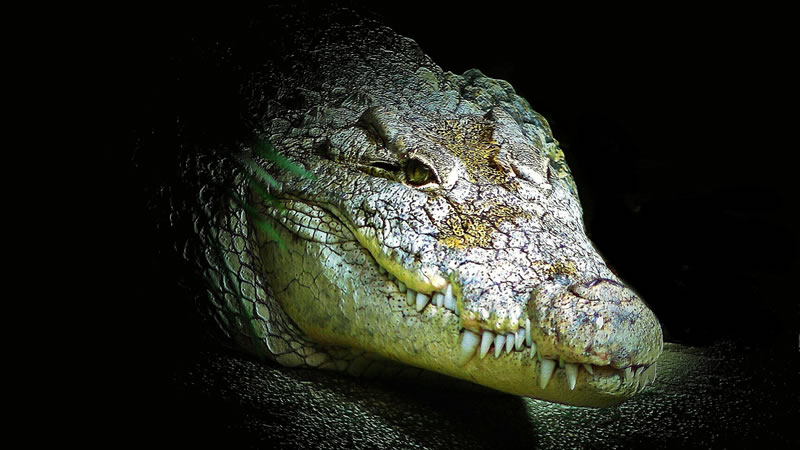 Крокодил приполз ночью в жилой дом из ближайшей реки