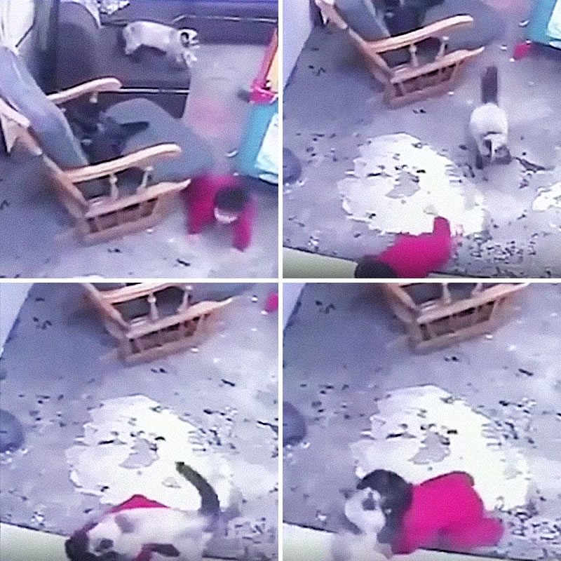 Кошка спасла младенца от падения со ступенек. Изображение: кадры из видео