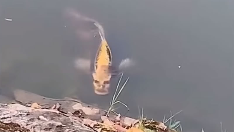 Рыба с человеческим лицом. Изображение: кадр из видео