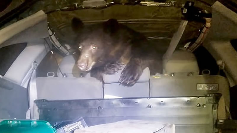 Забравшийся в автомобиль медведь. Изображение: кадр из видео