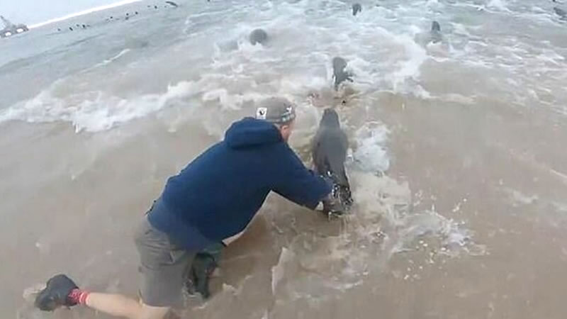 Рыбак поймал тюленя, чтобы избавить его от петли на шее. Изображение: кадр из видео