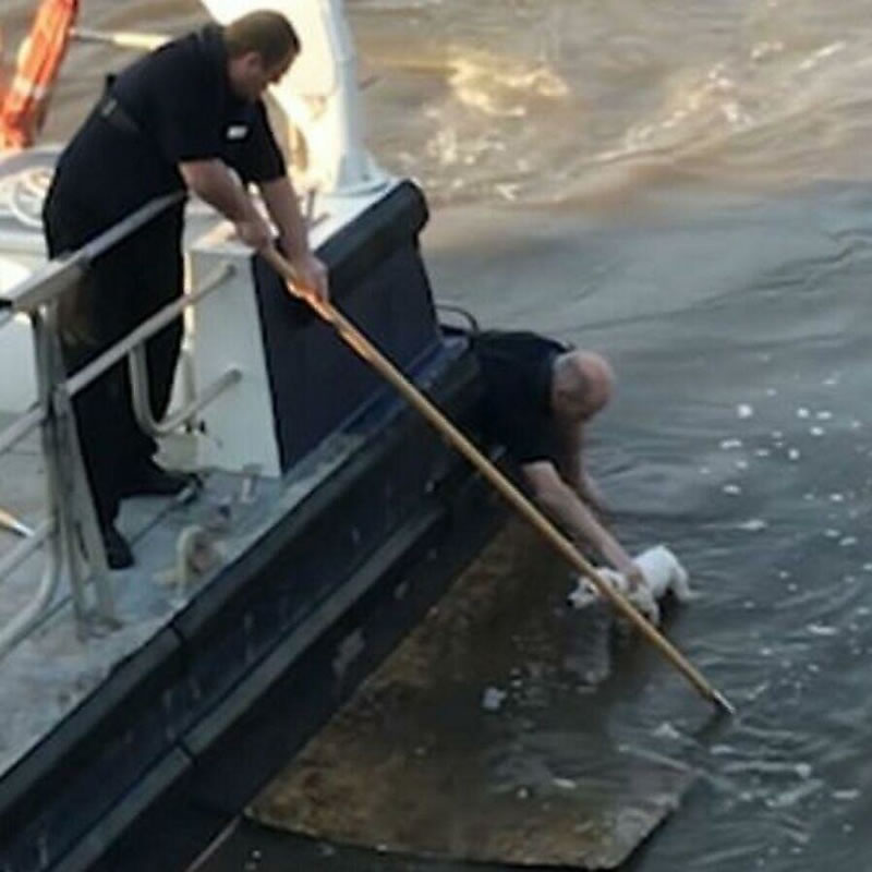 Попавшего в беду пса оперативно подняли на борт