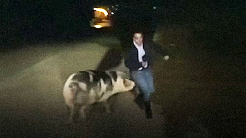 Свинья сорвала прямой эфир из Греции. Изображение: кадр из видео