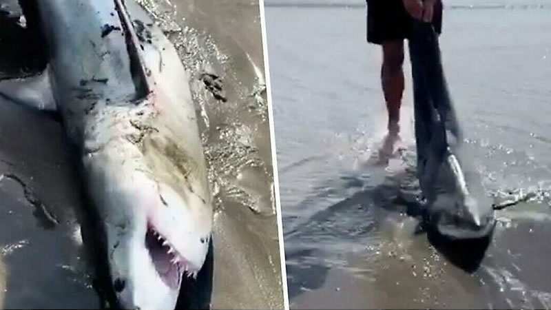 Рыбак спасает попавшую в сети акулу. Изображение: кадры из видео