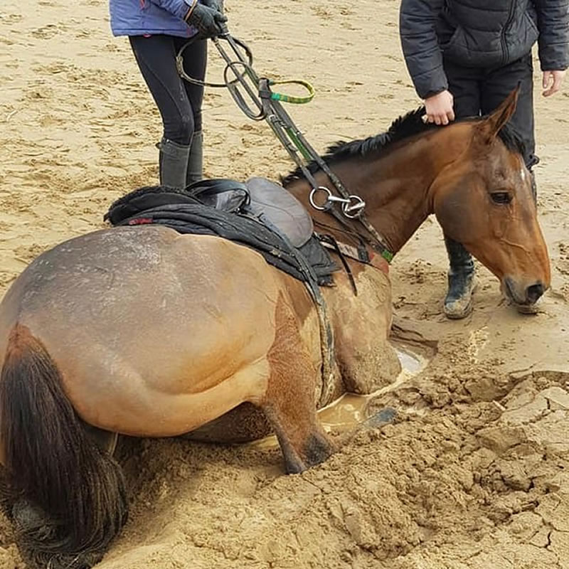 Лошадь увязла в зыбучем песке на пляже. Фото: Claire Healy