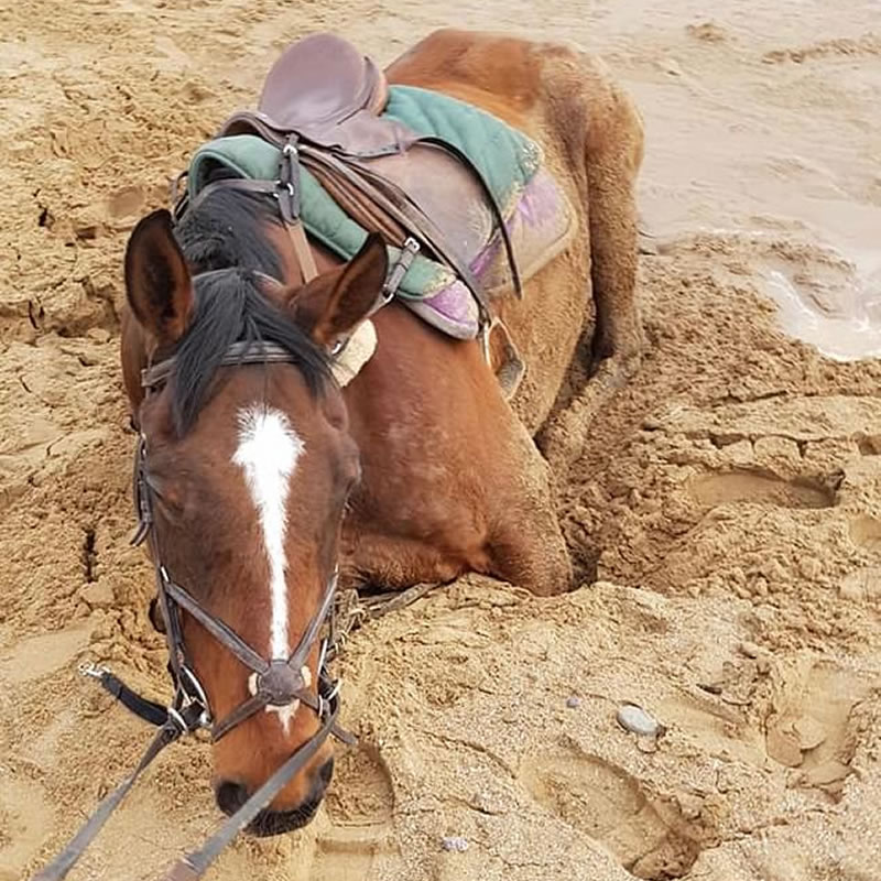 Увязшая в зыбучем песке лошадь. Фото: Claire Healy