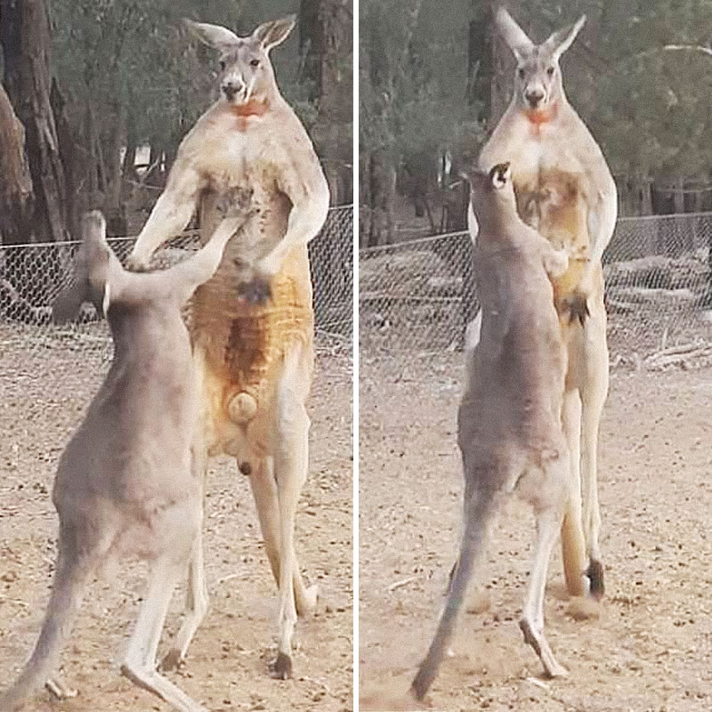Драка самцов кенгуру. Изображение: кадры из видео