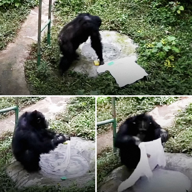Сообразительная обезьяна научилась стирать одежду. Изображение: кадры из видео