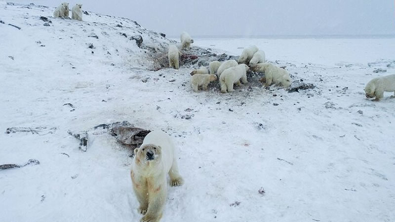 Белые медведи в поисках пищи. Фото: World Wildlife Fund - Russia / AFP