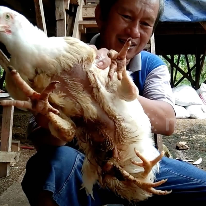 Четвероногая курица и её хозяин Делиусман.  Изображение: кадр из видео