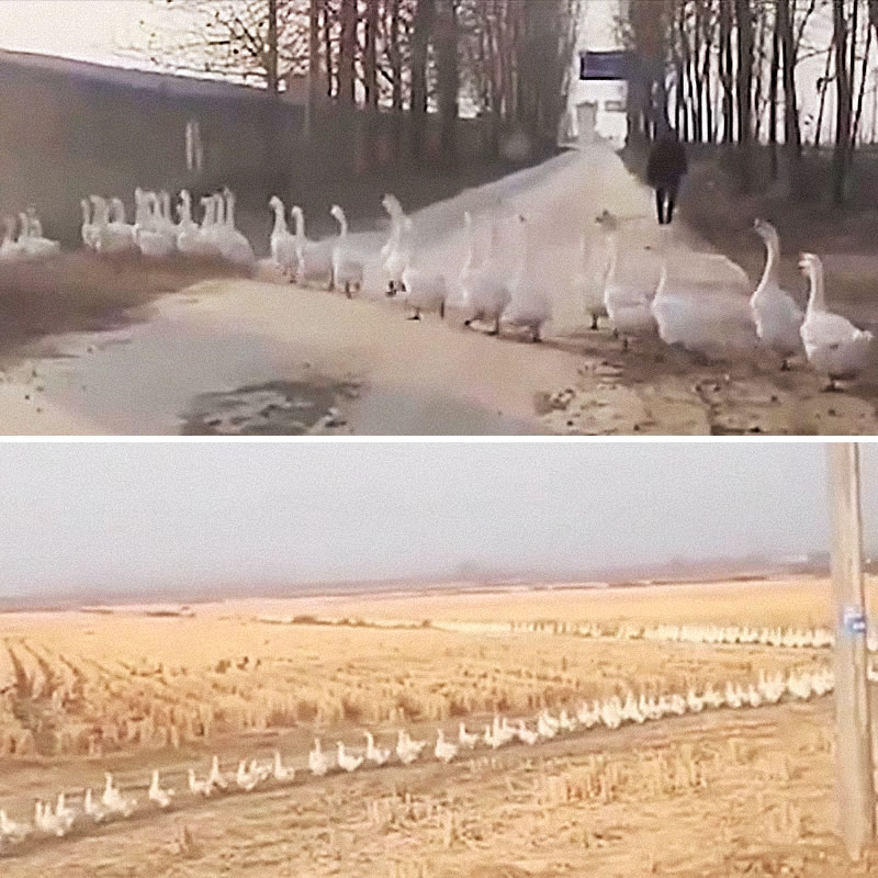 Огромное стадо гусей помешало водителю вовремя попасть на работу. Изображение: кадры из видео