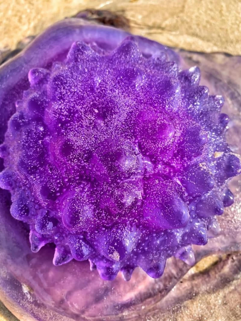 Фиолетовая медуза на пляже города Байрон-Бей