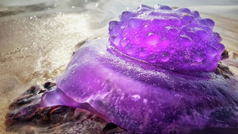 Фиолетовая медуза на пляже города Байрон-Бей