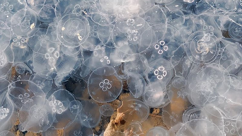 Медузы аурелии в Балаклавской бухте в Крыму