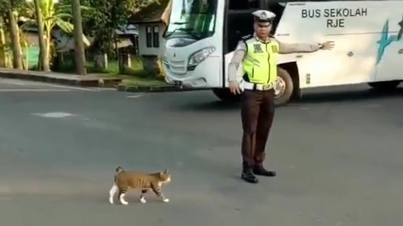 Полицейский переводит кота через дорогу. Изображение: кадр из видео