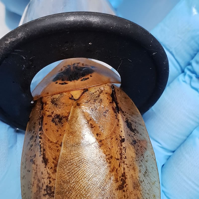 Самка таракана-архимандрита под газовым наркозом. Фото: страница ветклиники «Лимпопо» ВКонтатке