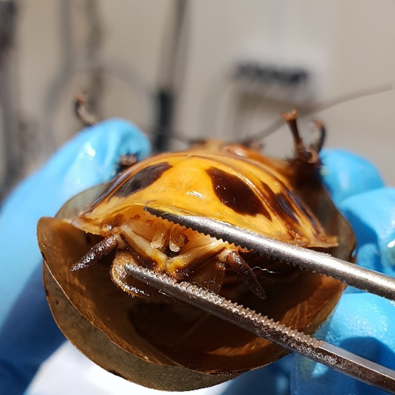 Операция по удалению оотеки у самки таракана. Фото: страница ветклиники «Лимпопо» ВКонтатке