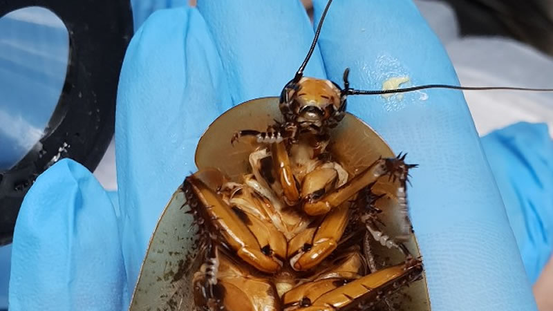 Самка таракана-архимандрита. Фото: страница ветклиники «Лимпопо» ВКонтатке