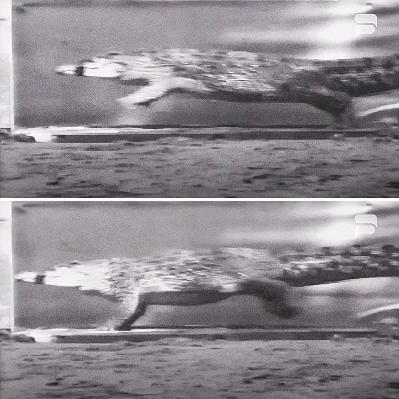 Бегущий крокодил. Изображение: кадры из видео