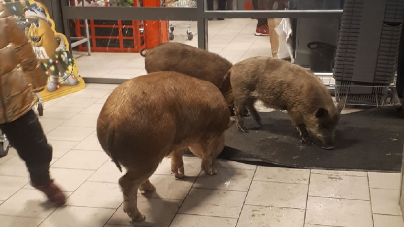 Три свиньи у входа в супермаркет. Фото: сообщество «Инцидент Тюмень»