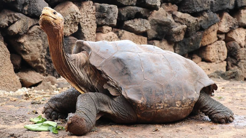 Самец гигантской галапагосской черепахи по имени Диего. Фото: EPA