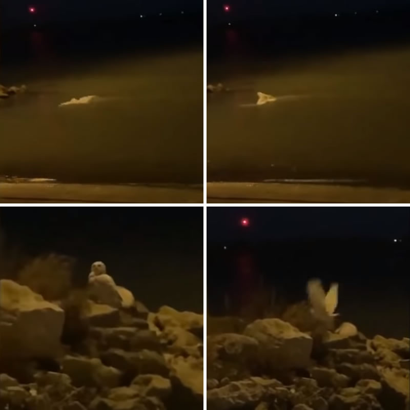 Полярная сова переплыла озеро, отряхнулась и улетела. Изображение: кадры из видео