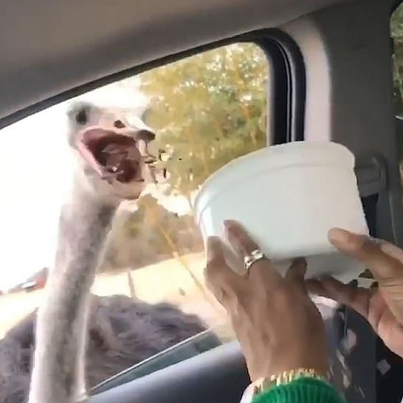 Бесцеремонный страус съел чужое угощение. Изображение: Кадр из видео