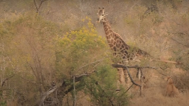 Жираф отбивается от львиц копытами. Изображение: кадр из видео