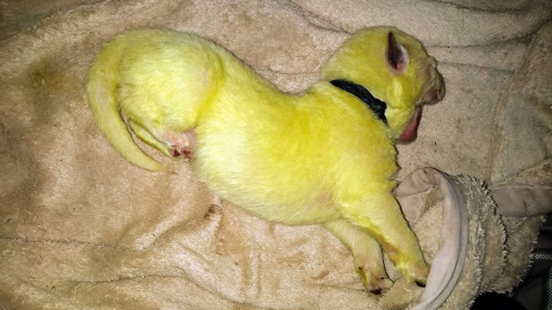 Жёлто-зелёный щенок по кличке Халк. Фото: Shana Stamey