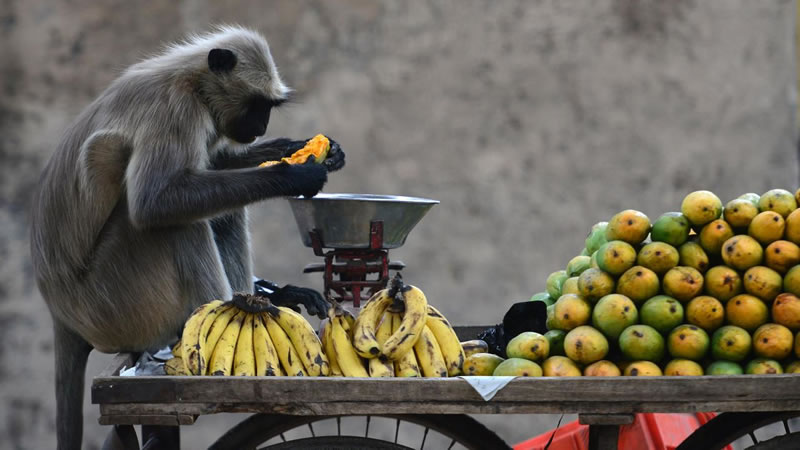 Полчища обезьян грабят жителей индийской деревни. Фото: AFP