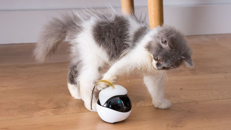 Котёнок играет с роботом Ebo