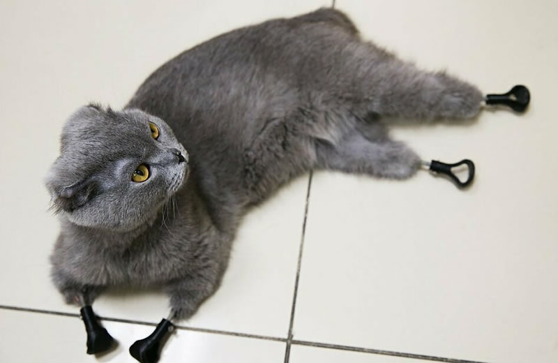 Кошка Дымка с протезами всех четырёх лап
