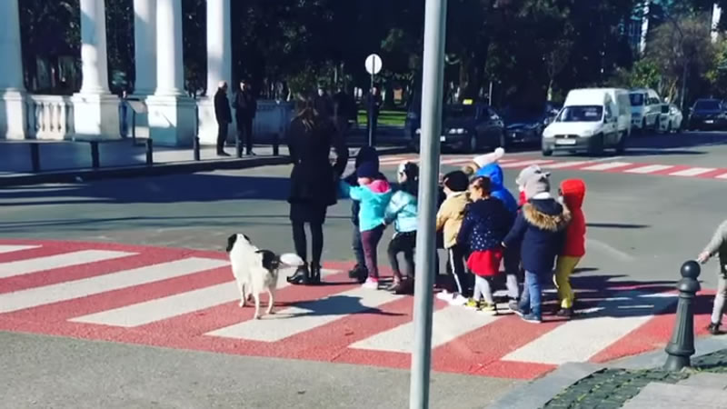Собака переводит детей через дорогу. Изображение: Кадр из видео