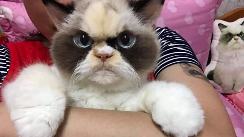 Новая Grumpy Cat по кличке Мяу-мяу. Фото: Siro0913