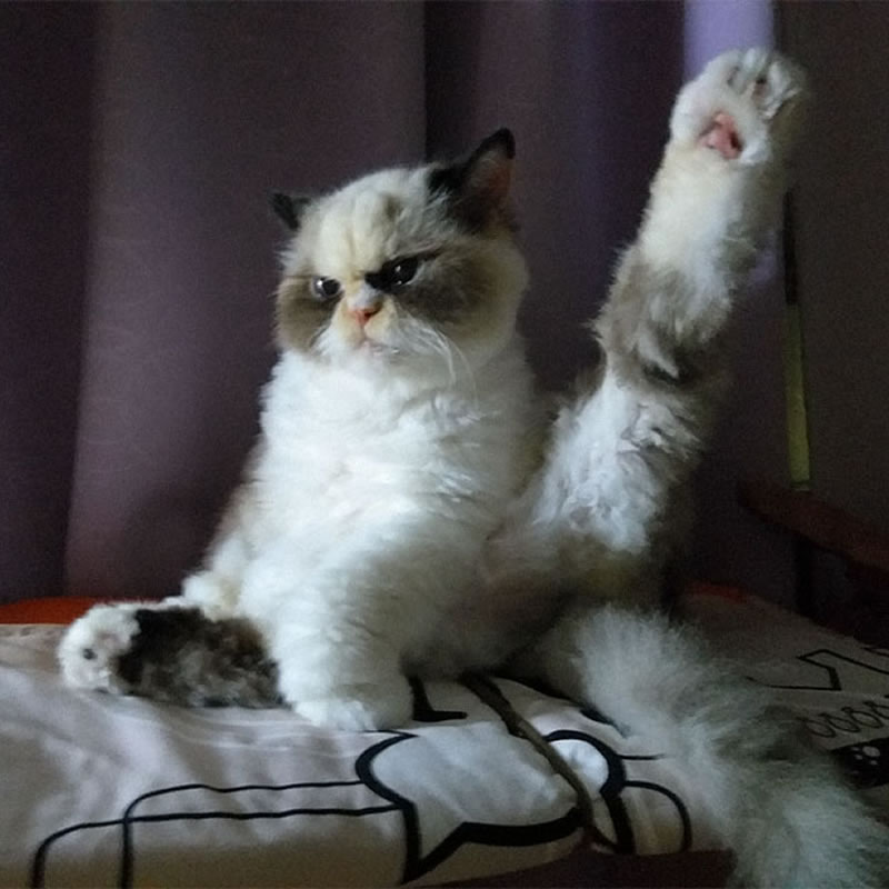 Новая Grumpy Cat по кличке Мяу-мяу. Фото: Siro0913