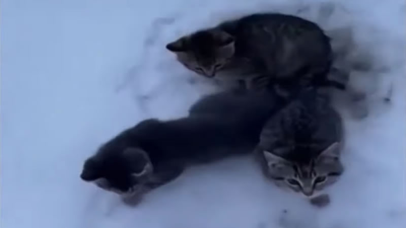 Канадец спас трёх котят, вмёрзших хвостиками в лёд. Изображение: кадр из видео