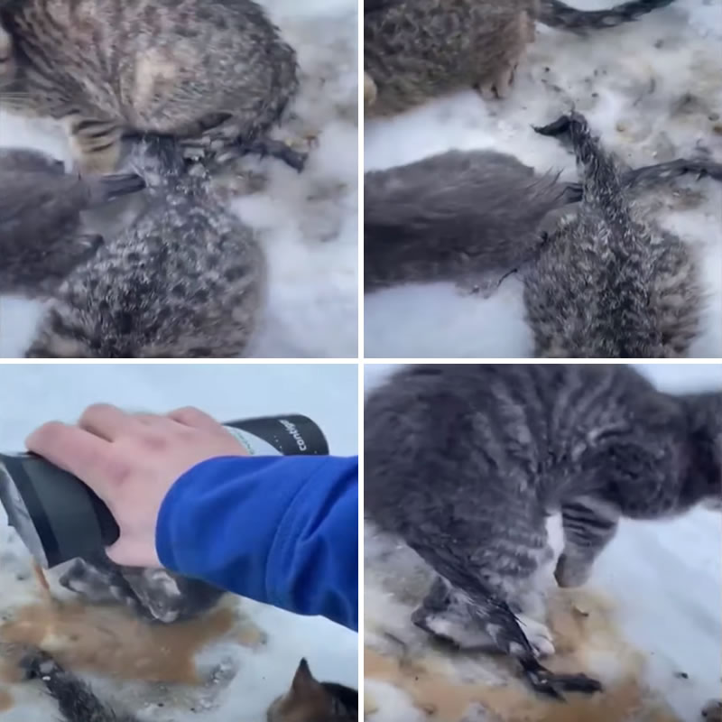 Канадец спас примёрзших к дороге котят, растопив лёд горячим кофе. Изображение: кадры из видео