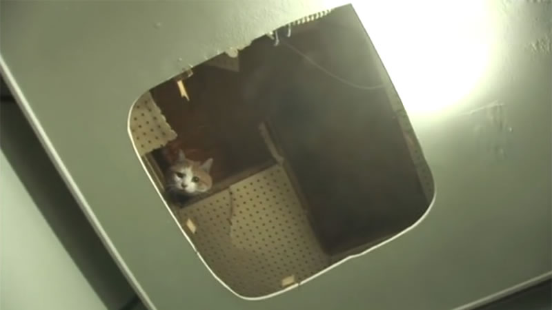 Спасатели вызволили кошку после двухлетнего заточения в стене. Изображение: Кадр из видео
