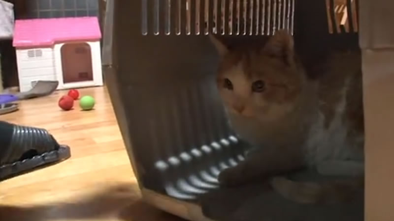 Заботливый кореец забрал спасённую кошку к себе домой. Изображение: Кадр из видео