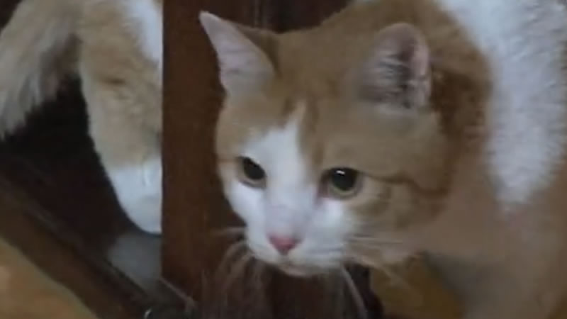Мужчина два года кормил живущую в стене торгового центра кошку. Изображение: Кадр из видео