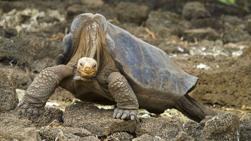 Самец Абингдонской слоновой черепахи по имени Одинокий Джордж. Фото: Wikipedia