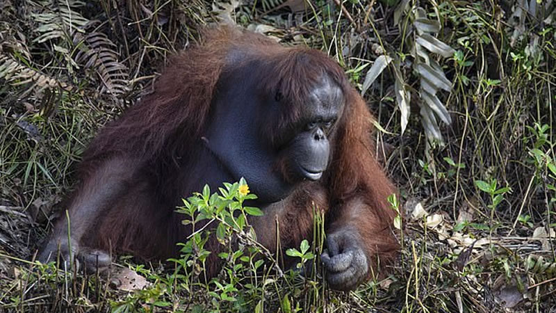 Отзывчивый орангутан из заповедника на острове Борнео