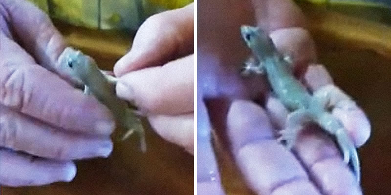 Австралиец спас жизнь тонувшему в пиве геккону. Изображение: кадры из видео
