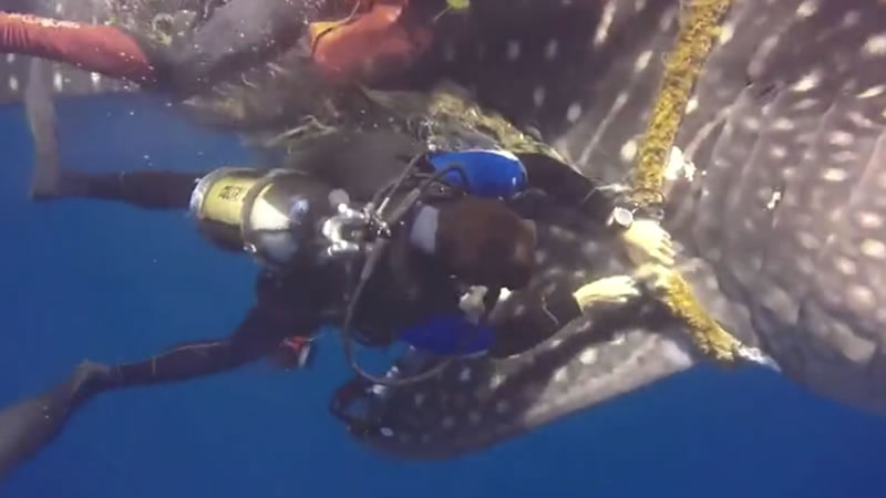 Аквалангистам потребовалось десять минут, чтобы освободить акулу от верёвки. Изображение: кадр из видео