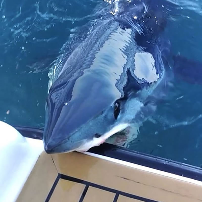 Акула-мако вцепилась зубами в борт исследовательской яхты стоимостью в несколько миллионов долларов. Изображение: кадр из видео