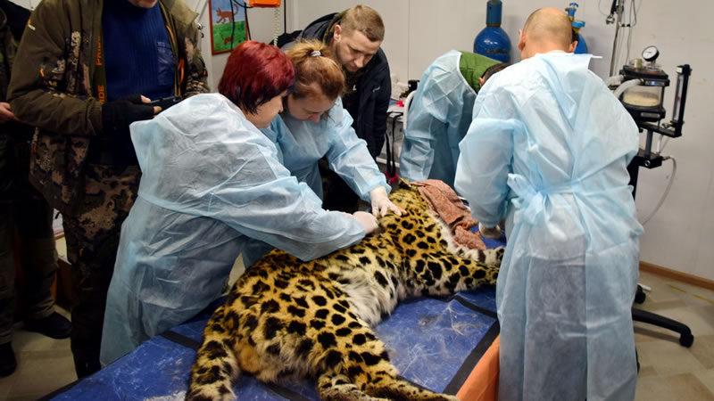 Осмотр леопарда Эльбруса перед отправкой в Москву. Фото: leopard-land.ru
