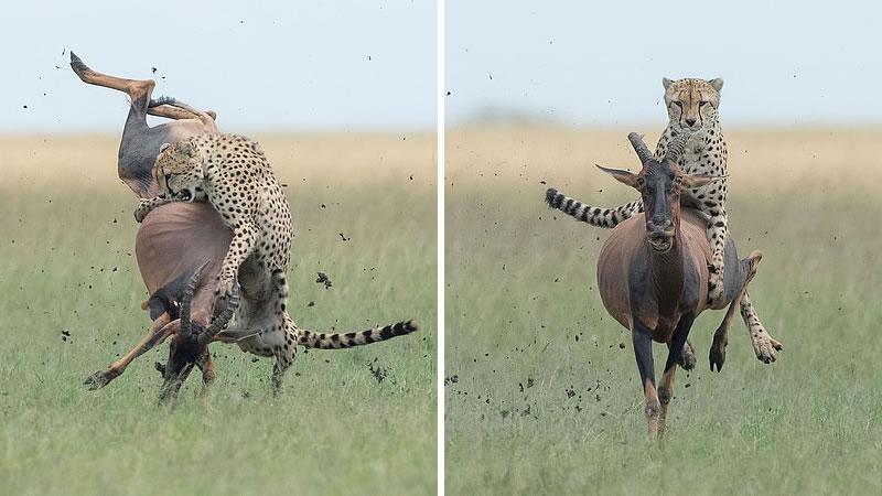 Гепард прокатился верхом на антилопе. Фото: Дик ван Дуийн